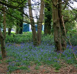 Bluebells on Dalditch Railway Line. Wallpaper