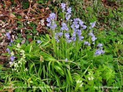Bluebells, Acton Turville, Gloucestershire 2020 Wallpaper