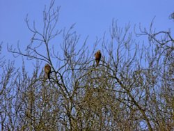 Derwent Valley red kites Wallpaper