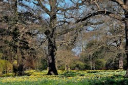 Daffodils at Constable Burton Hall. Wallpaper