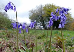 Coneys castle Wallpaper