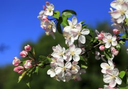 Crab Apple Blossom, Bunkers Hill, Ashdown Forest Wallpaper