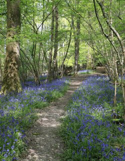 Bluebells in Legg Wood, Crowborough, East Sussex