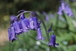 Close up of Bluebell in Home Wood, Crowborough Wallpaper