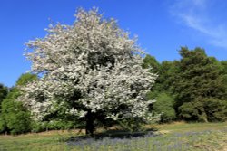 Crab Apple Tree, Bunkers Hill, Ashdown Forest, East Sussex Wallpaper