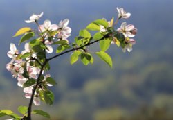 Close up of Crab Apple Blossom, Ashdown Forest Wallpaper