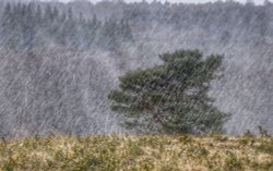 Snowstorm, Crowborough Warren, Ashdown Forest Wallpaper
