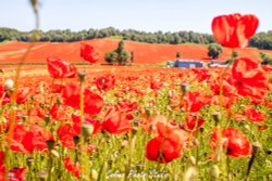 Beauty of Bewdley poppy fields Wallpaper
