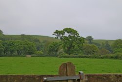 East Budleigh tree Wallpaper