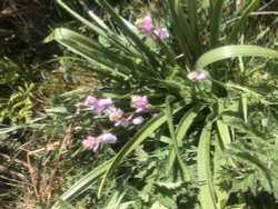 Pink bluebells Wallpaper