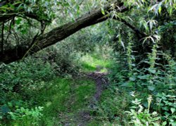 Haw Park Wood, Wintersett Wallpaper
