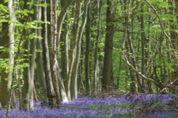 Spring Woodland Bluebells Wallpaper