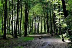 Kilsture Forest Wallpaper