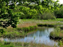 Carlton Marsh Nature Reserve Wallpaper