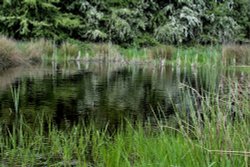 Potteric Carrr Nature Reserve, Doncaster Wallpaper