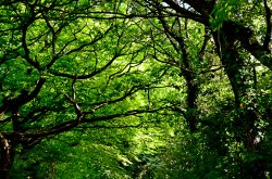 A Budleigh canopy of trees Wallpaper