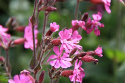 Red Campion at East Budleigh Wallpaper