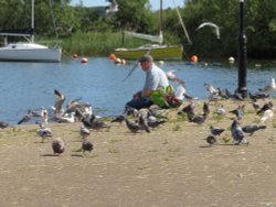 Feeding the swans at Town Quay in Christchurch Wallpaper