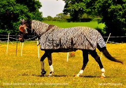 Horse in Zebra Clothing, Acton Turville, Gloucestershire 2020 Wallpaper