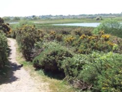 Reydon Marshes Wallpaper