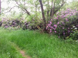 North Cove Wallpaper