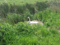 North Cove Wallpaper