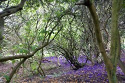 The Azaleas have finished at Riverhill Gardens Wallpaper