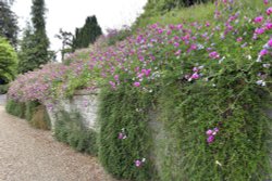 Riverhill Himalayan Gardens Wallpaper