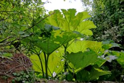 Knowle plants Wallpaper