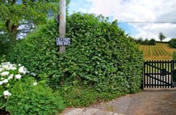 Knowle vineyard Wallpaper