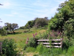 Golden cap Wallpaper