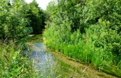 River Cray, Kent Wallpaper