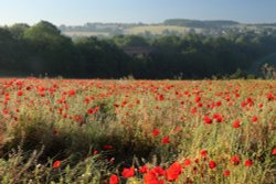 Poppy field