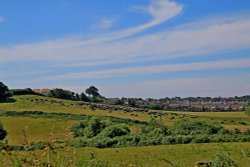 Knowle cattle Wallpaper