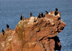 Cormorants at St Abbs