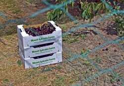 Mount Ephraim Gardens Cherry Day Wallpaper