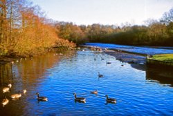 River Wey at Lindford in Hampshire Wallpaper