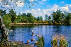 Cutt Mill near Puttenham Wallpaper