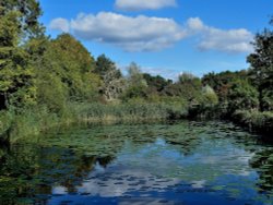 Phyllis Currie Nature Reserve, Great Leighs Wallpaper