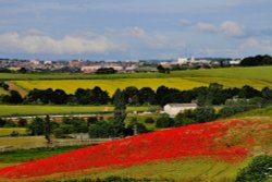 Field of Poppies, Cudworth Wallpaper
