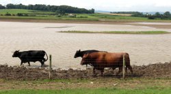 Steart Marshes Wallpaper
