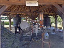 Norfolk Lavender, distillery to produce lavender oil Wallpaper