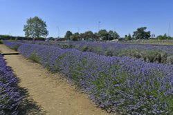 Norfolk Lavender Wallpaper