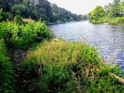 Surlingham Wallpaper