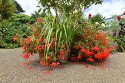 Abbeywood Gardens, Delamere Wallpaper