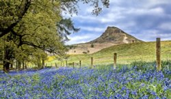 Spring Topping Wallpaper