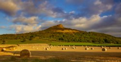 Golden Roseberry Wallpaper