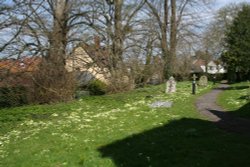 Primroses in the churchyard at Letcombe Bassett
