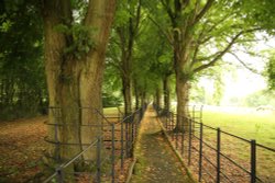 Avenue of lime trees on the church path in Cornwell Wallpaper