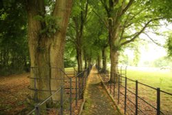 Avenue of lime trees on the church path in Cornwell